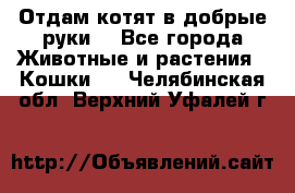 Отдам котят в добрые руки. - Все города Животные и растения » Кошки   . Челябинская обл.,Верхний Уфалей г.